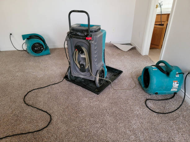 Best Mold removal after water damage  in Cayce, SC